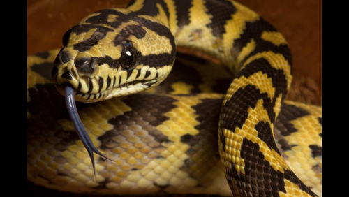 Irian Jaya Carpet Python