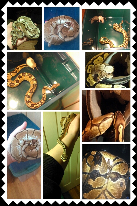 my bps