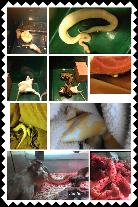 my bps