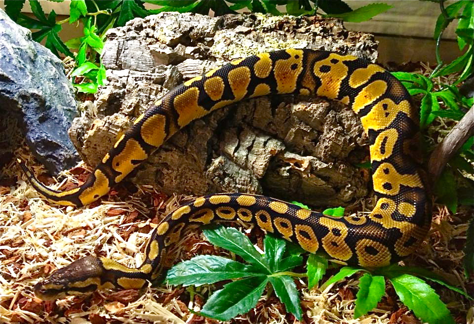 Lego python snake shop