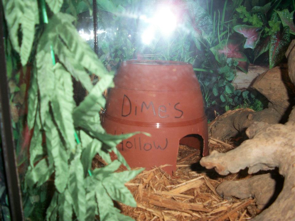 Dime's Hollow
