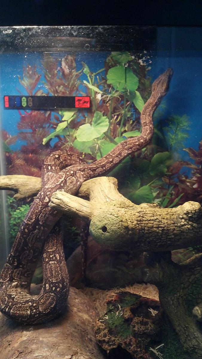 Argentine Boa