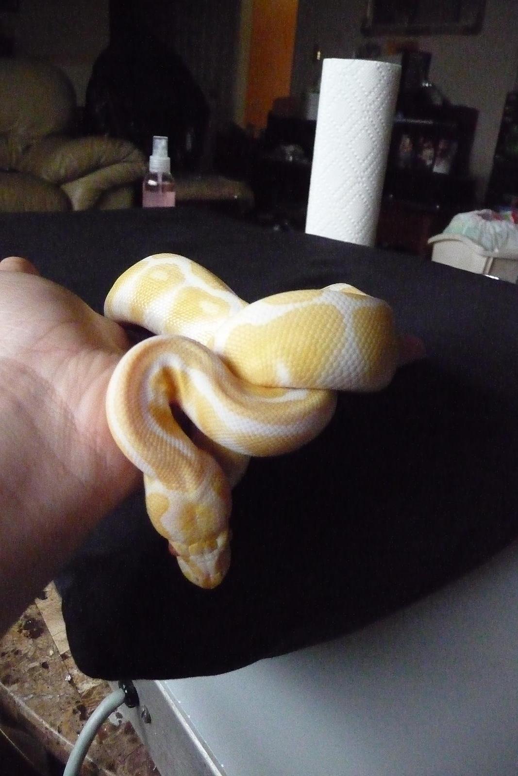 My 0.1 albino