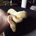 My 0.1 albino
