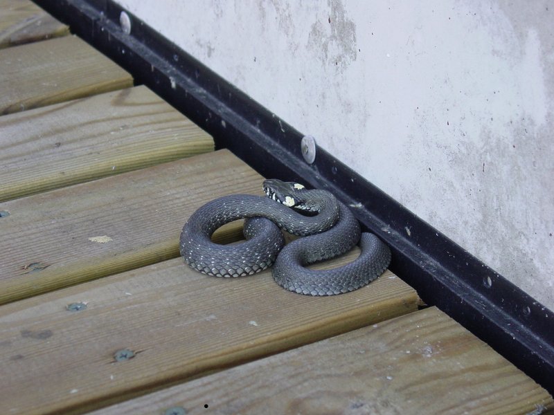 Grass Snake
