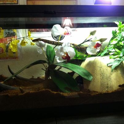 girls ball tank