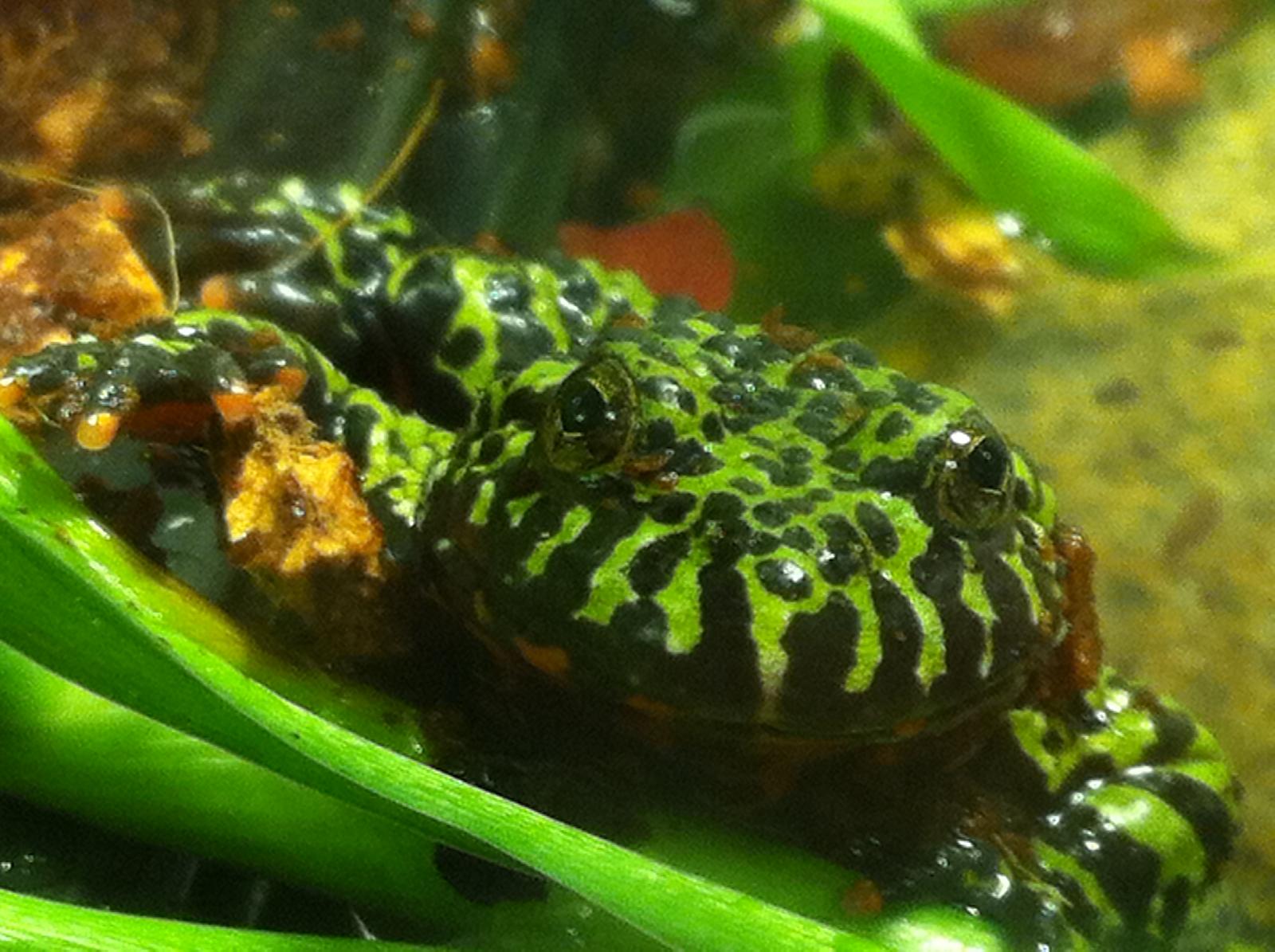 fire belly frog