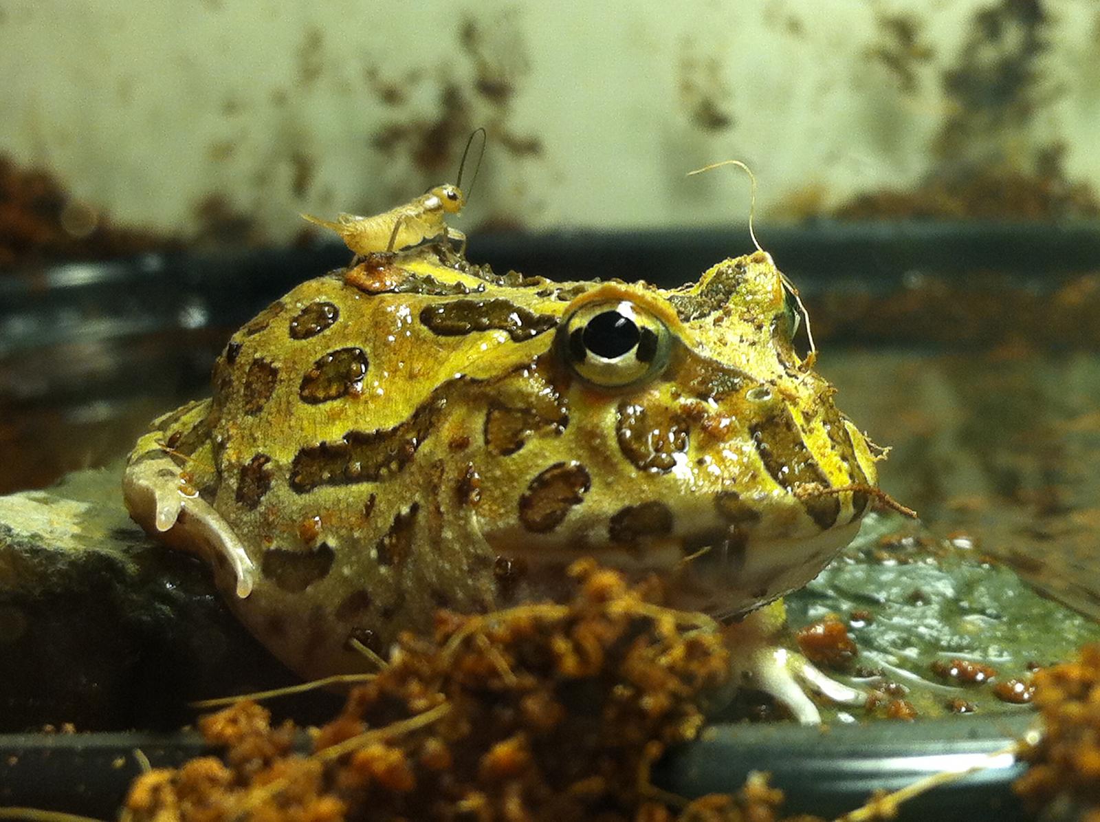 pacman frog