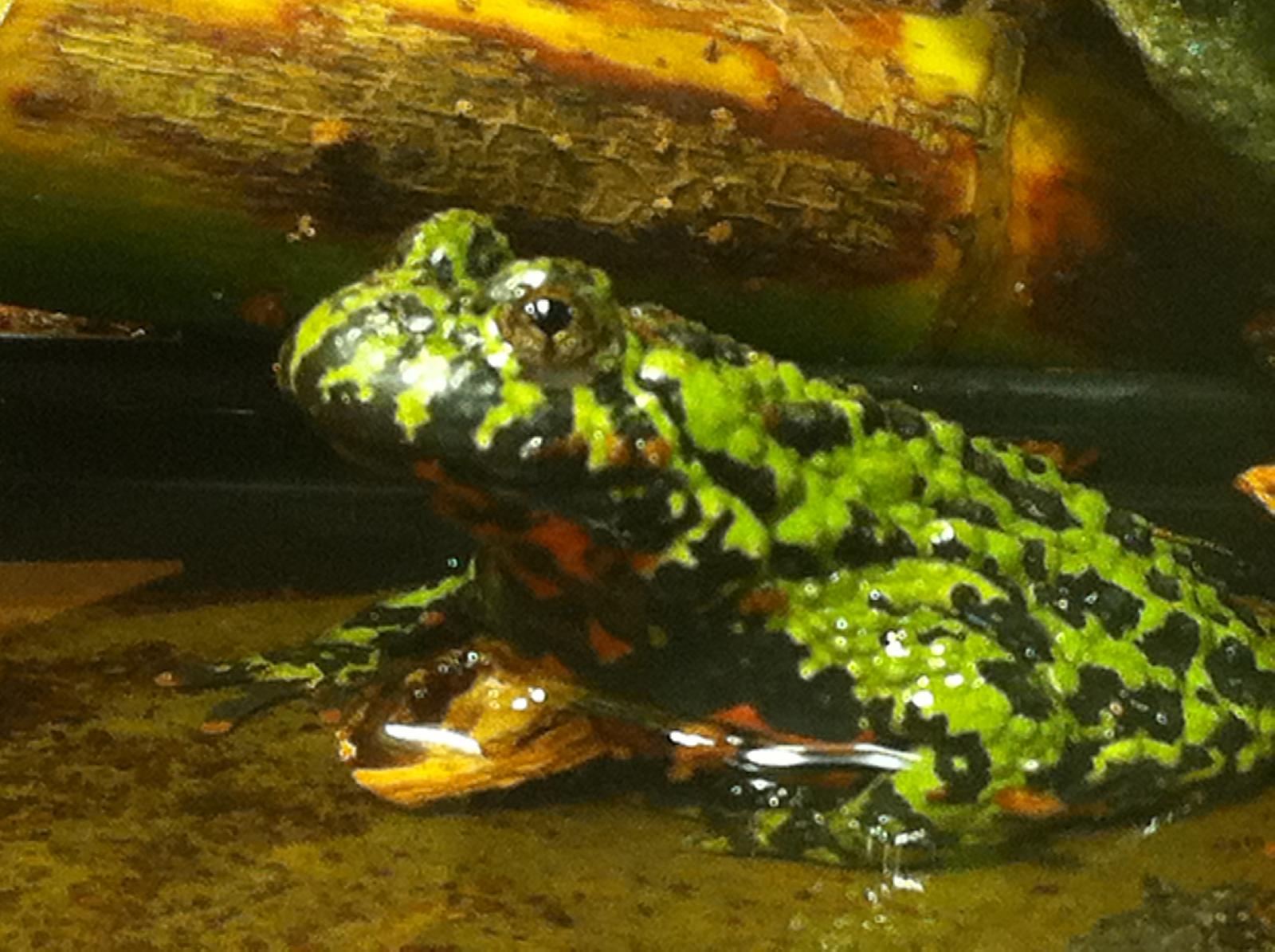 fire belly frog2