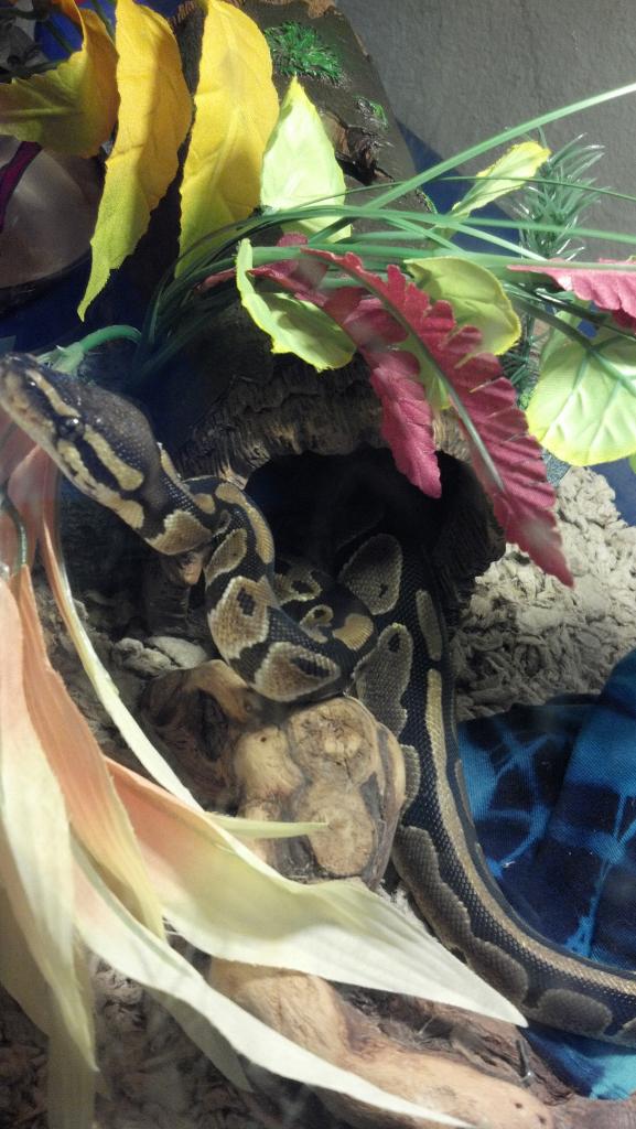 My first ball Python!