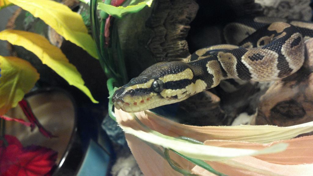 My first ball Python!