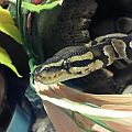 My first ball Python!