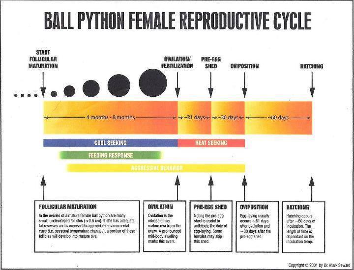 Female Ball Python Breeding Cycle