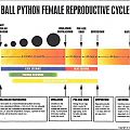 Female Ball Python Breeding Cycle