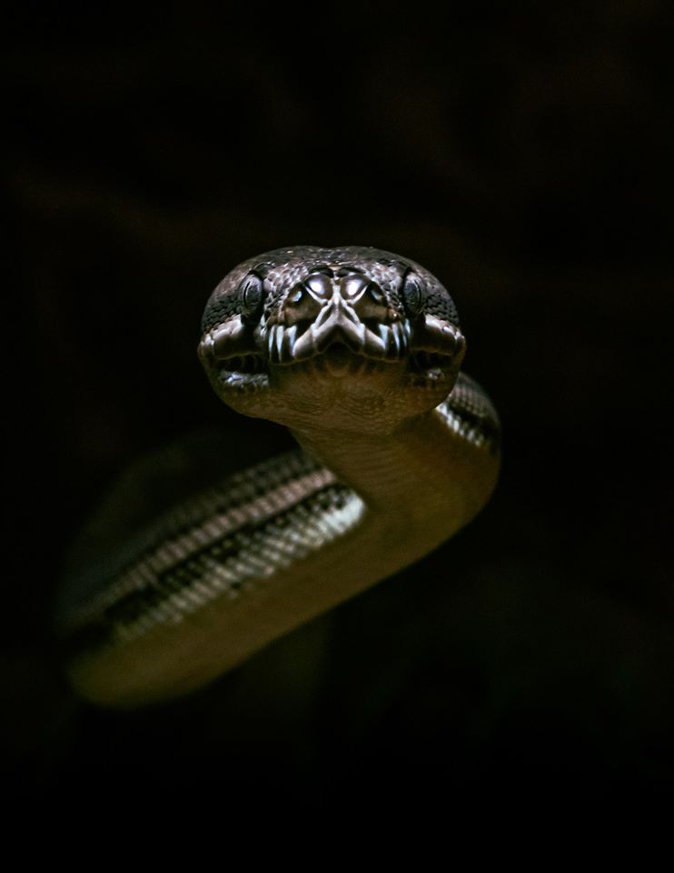 Bredli Carpet Python