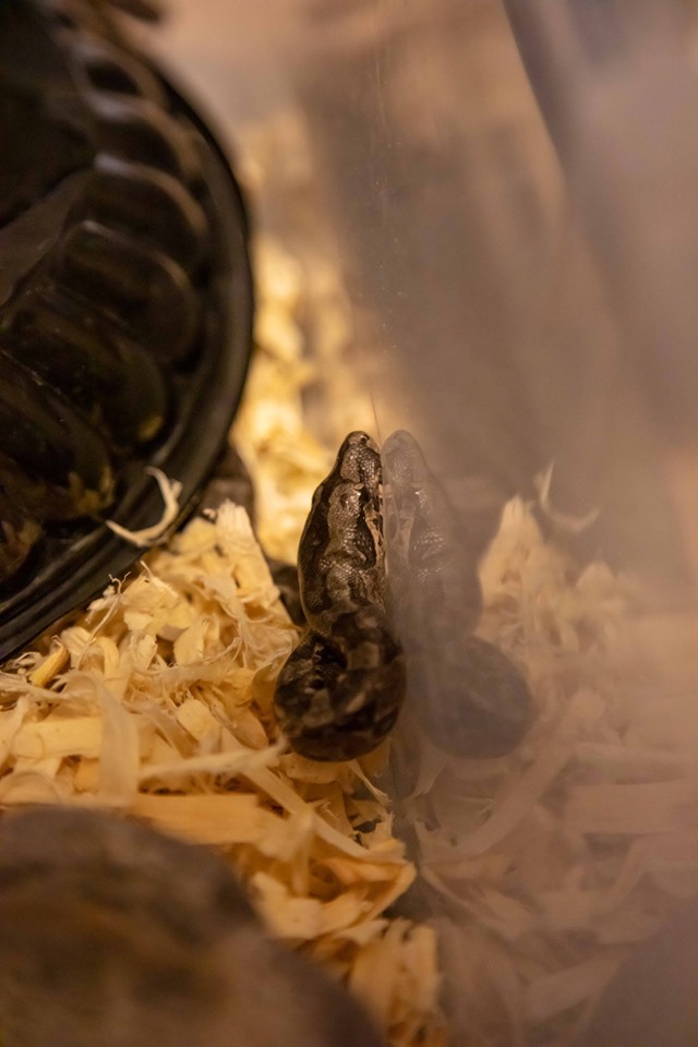 Tarahumara Boa Litter