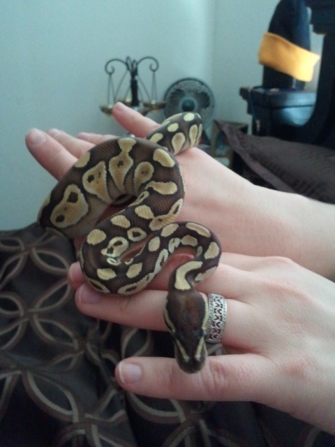 Spartacus