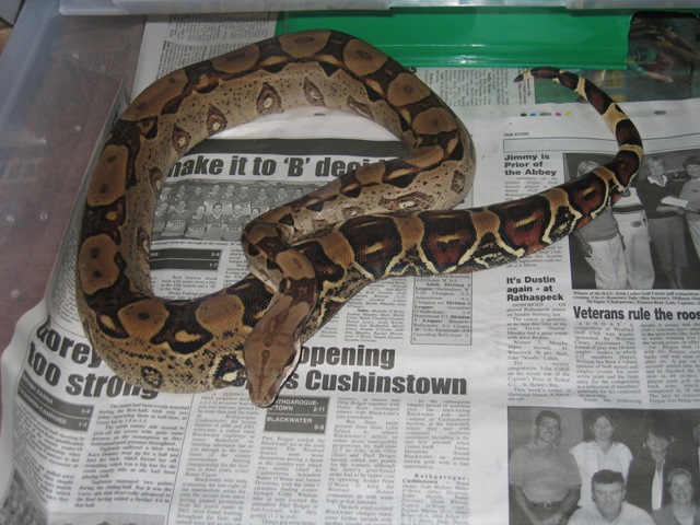 pets067_405483
