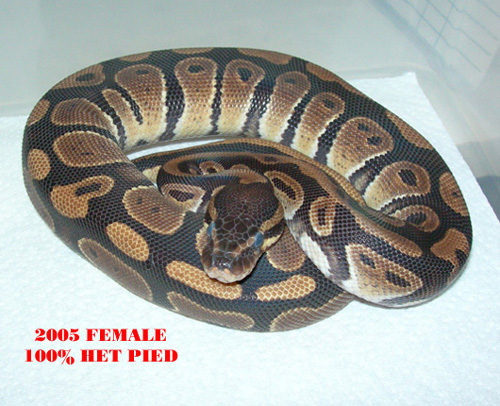 normal female and het pieds