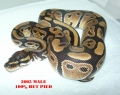 normal female and het pieds