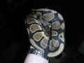 normal female and het pieds
