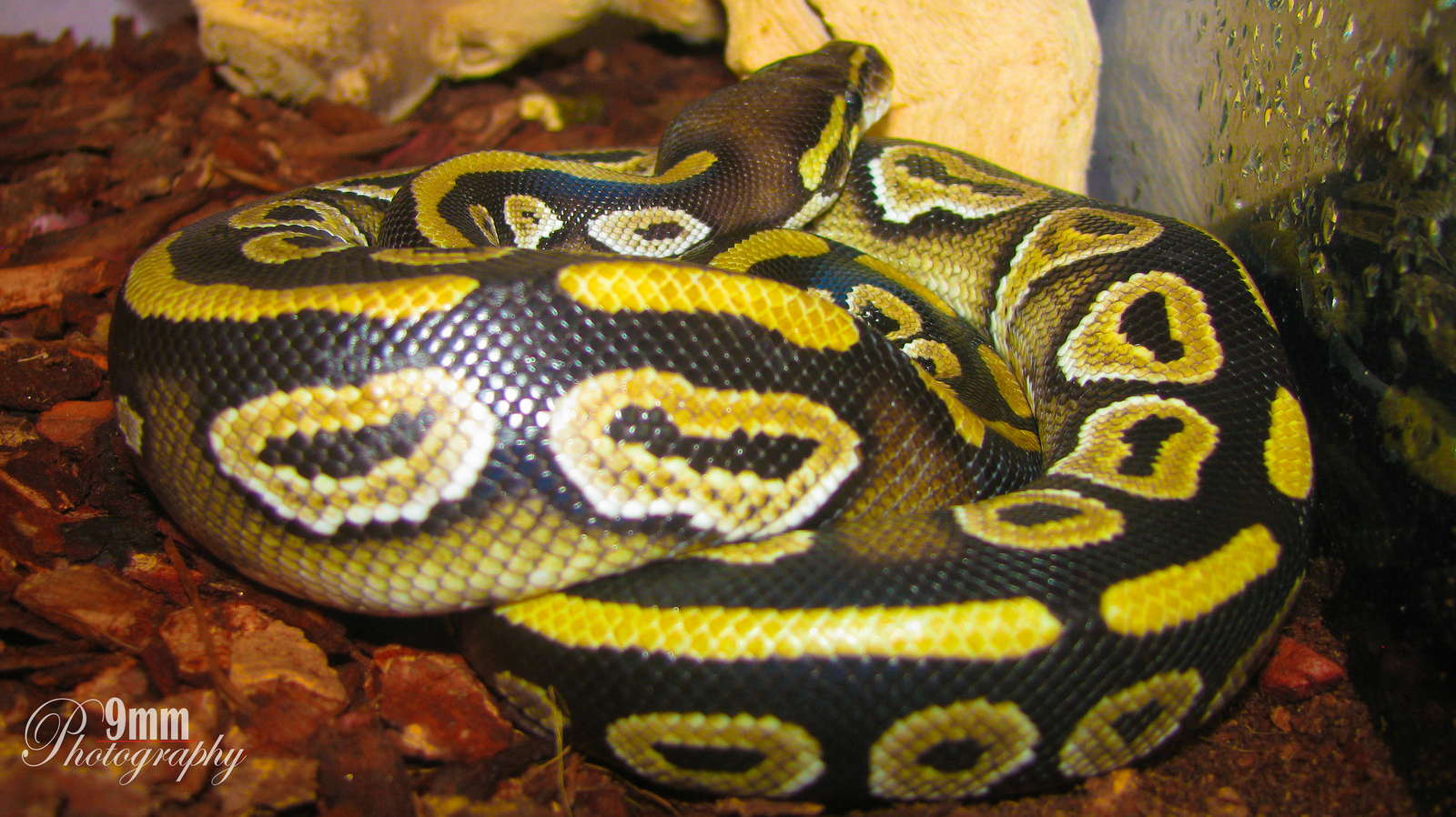 Dexter the Mojave Ball Python