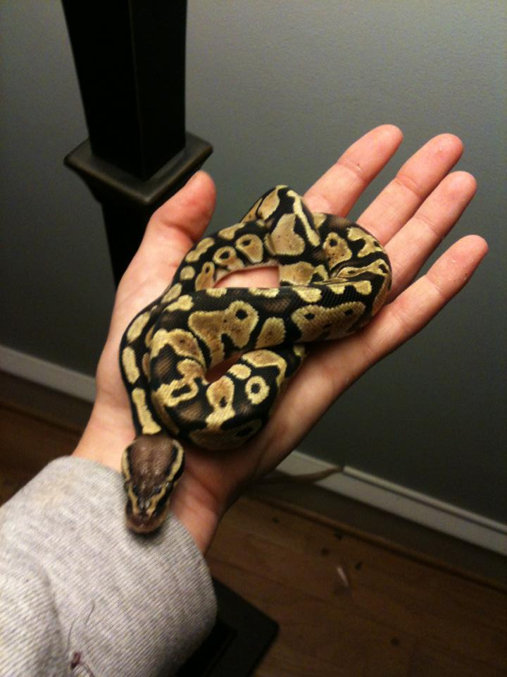 Monty