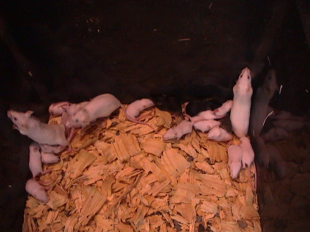 baby mice