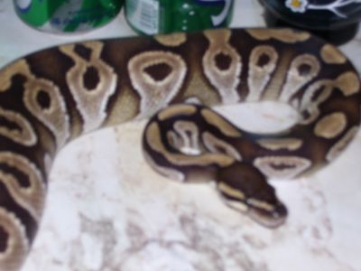 male20mojave3