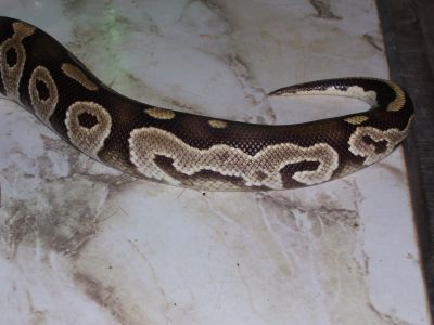 male20mojave5