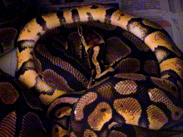 Ruppel Line Pastel locked up
