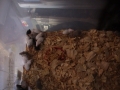 my weaned mice