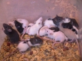 weaned rats