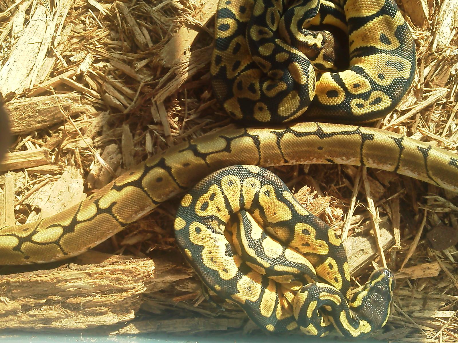 my ball pythons