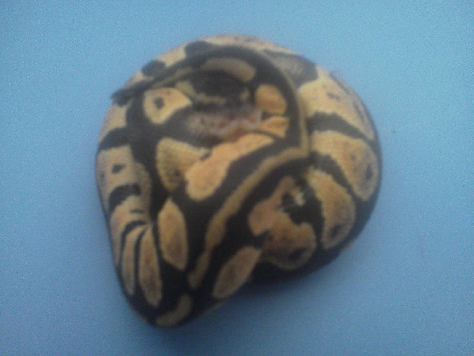 my ball pythons