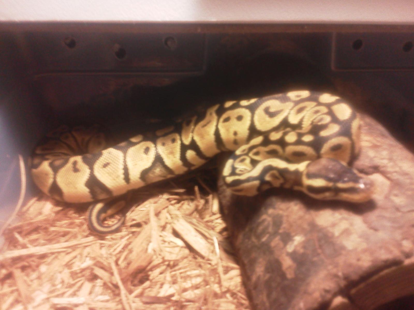 my ball pythons