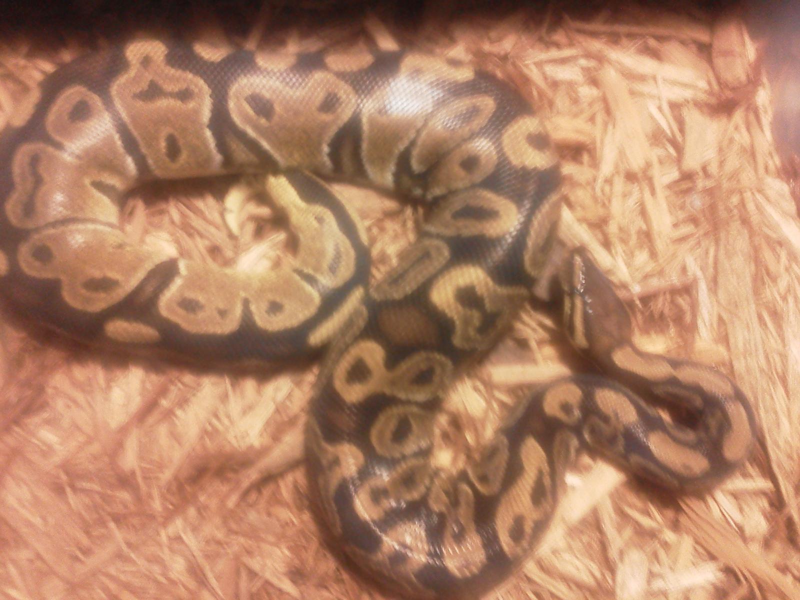 my ball pythons