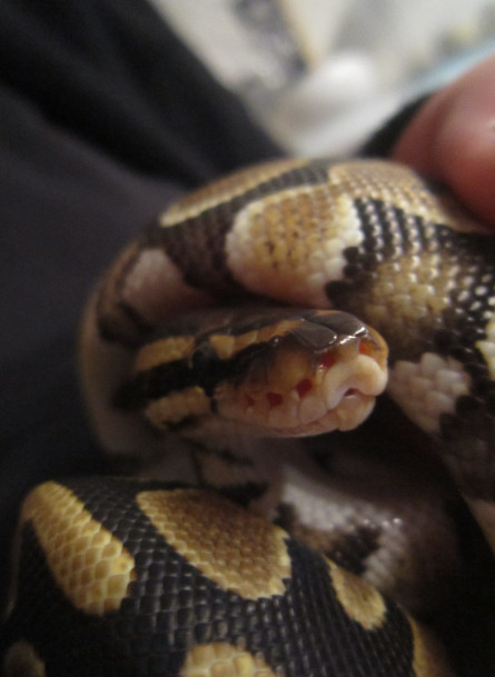 Cleo closeup: )