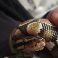 Cleo closeup: )