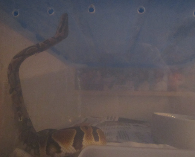 Cleo acrobatics