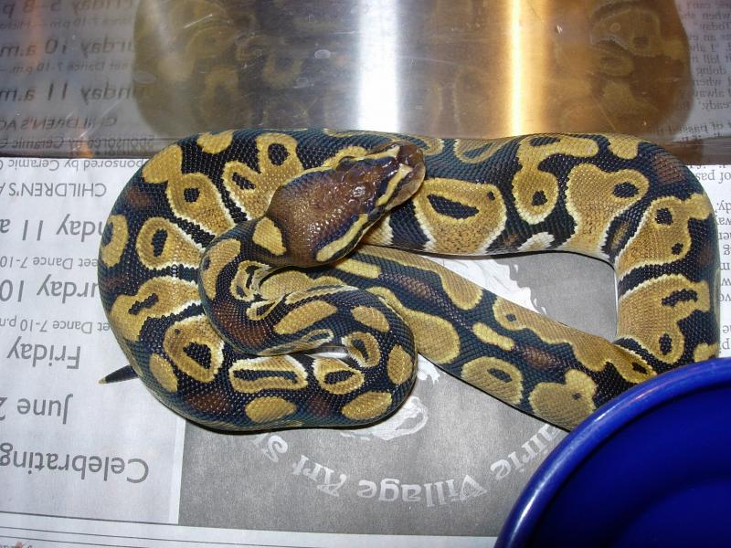 butterscotch