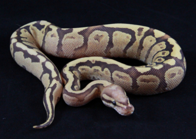 Some 2012 babies
