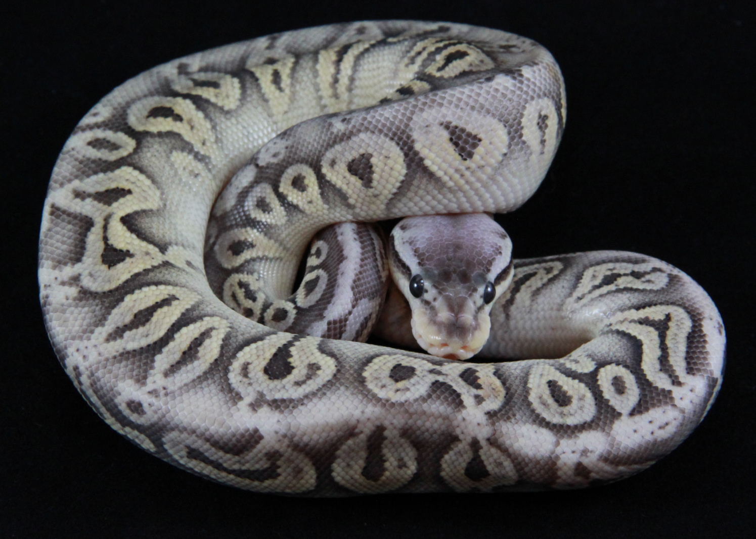 Some 2012 babies