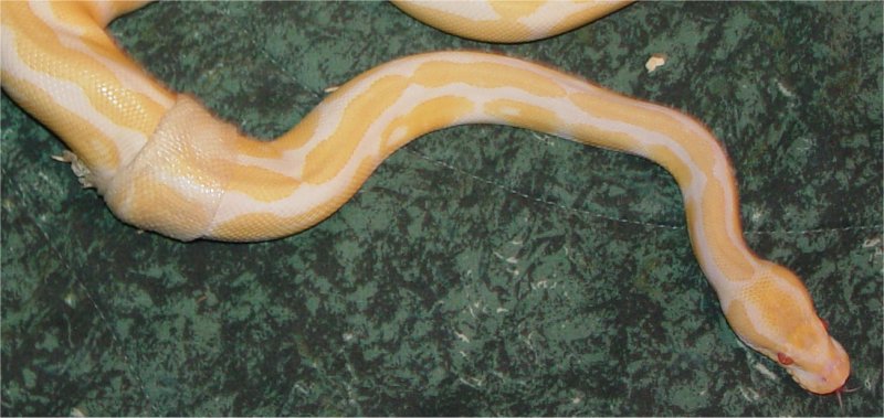 Albinoshed