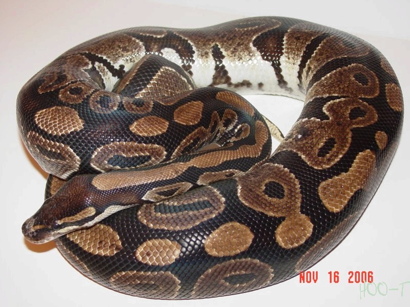 BigMomma1