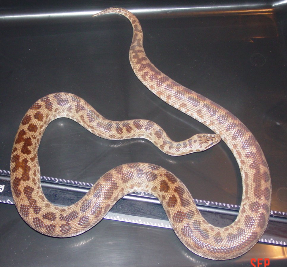 Herman