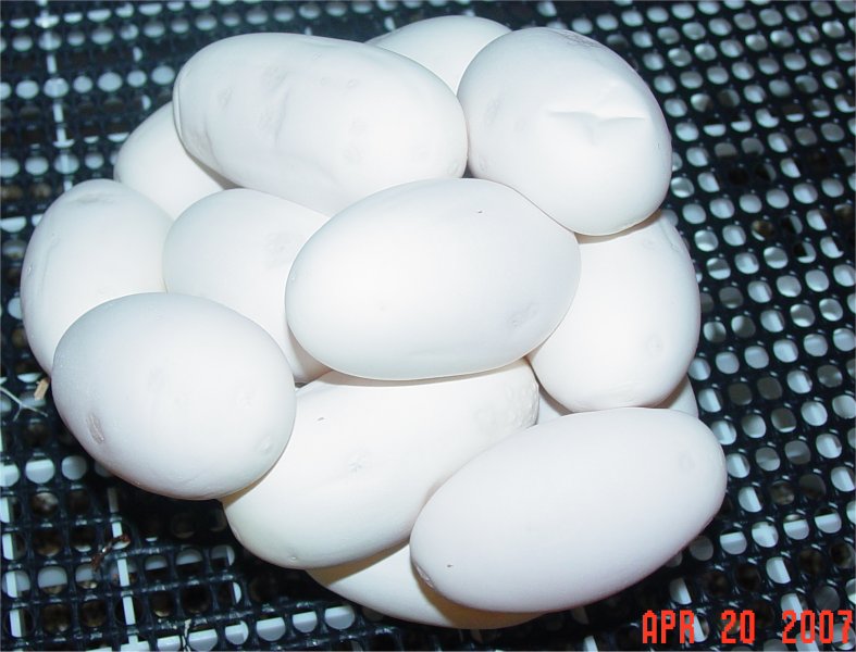 Lilly's eggs