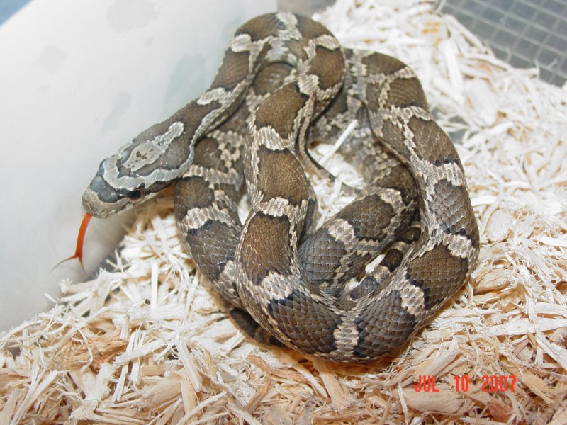 juvie black ratsnake