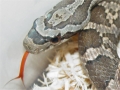 ratsnake closeup