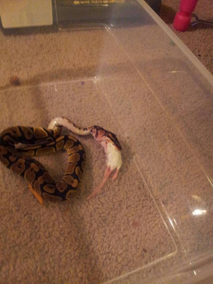 Daenerys' first meal! 4/25/13